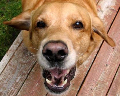 Golden Retriever - PDSA