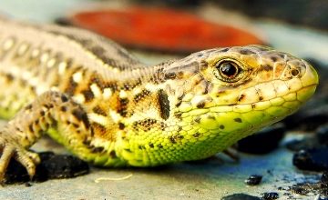 Doncaster reptile show goes ahead, despite controversy