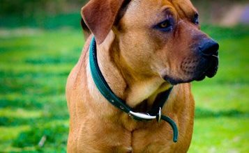 BVA call for action on dog welfare