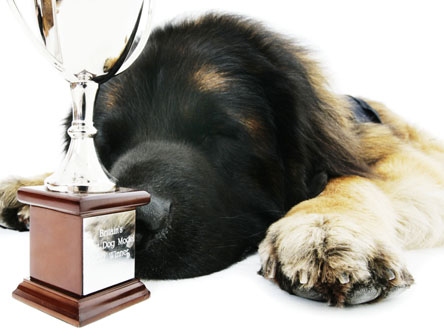 Grooming builds bond between pets, Mikki research says