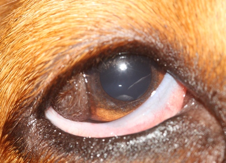 Animal charities unite to aid rescue dog