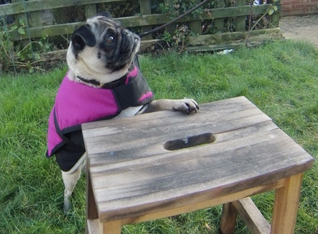 Butcher’s Pet Care launches new TV ad campaign