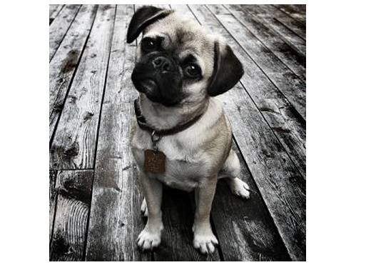 Pug owners enhanced insurance cover for risk of theft