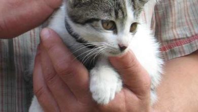 National Pet Month grows by more than 100,000 pet fans
