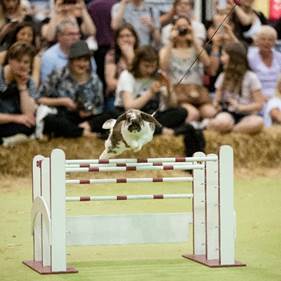 Hopping Rabbits at the National Pet Show