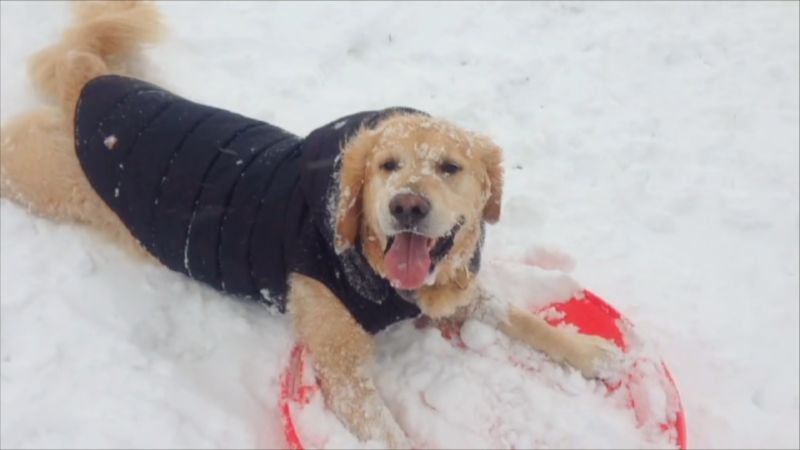 Pets at Home Launches Charity Single