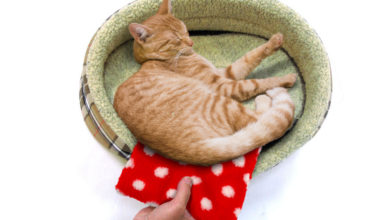 Go Dotty for Petlife’s New Thermal Heat Pad Design