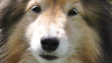 Scammers Target Manchester Dogs’ Home Donations