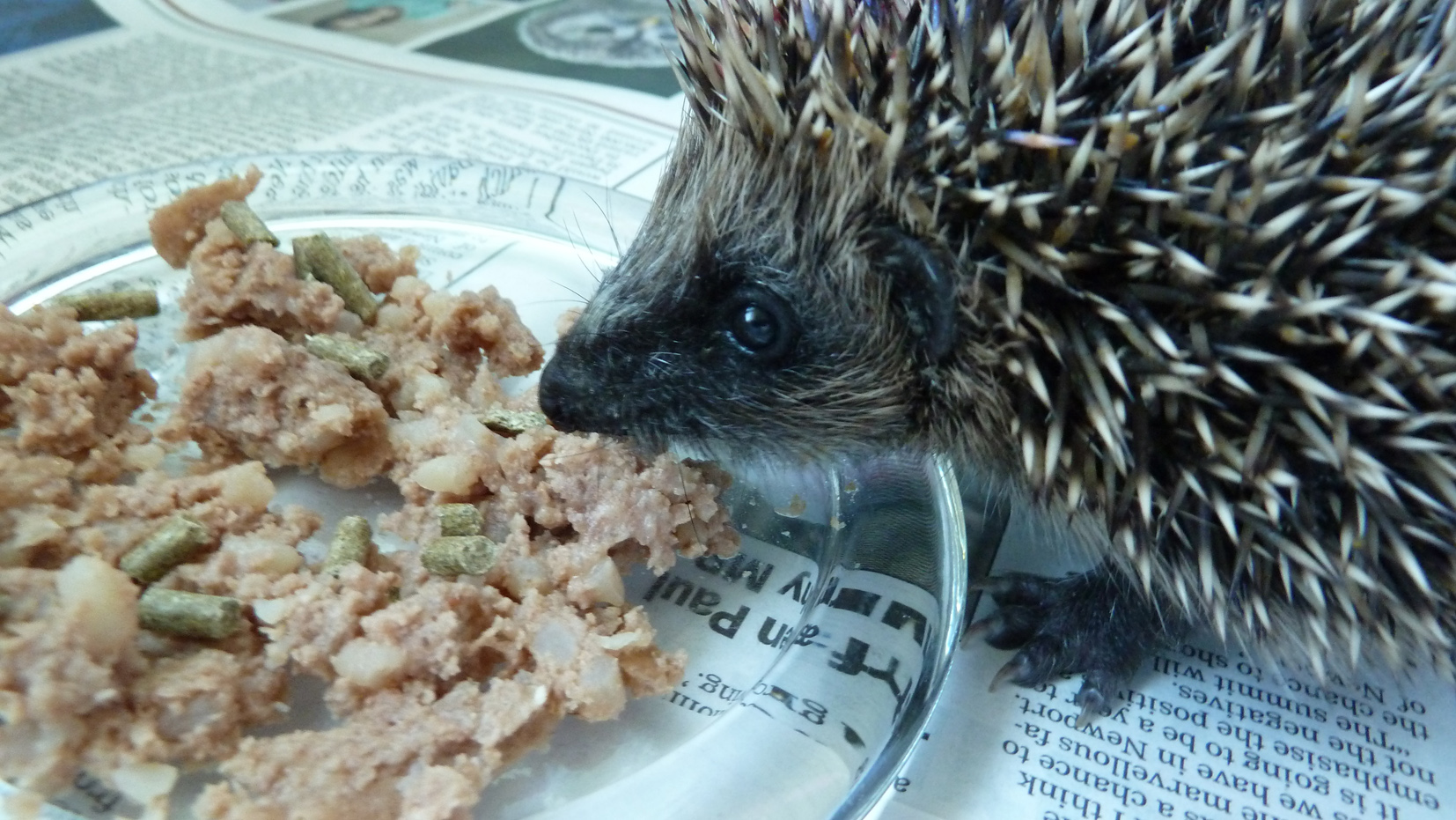 Verm-X Boost for Hedgehog Helpline Charity