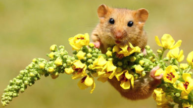 Truly Eco-aware Wildlife Products Prove Conservation Success