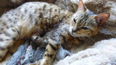 Cat Charity Issues Kitten-Farming Warning