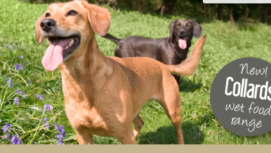 Collards Pet Food Introduce 2 NEW Wet Tray Varieties For Dogs