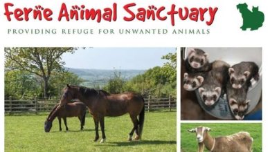 Ferne Animal Sanctuary’s Annual Christmas Blessing Set for 3rd Dec