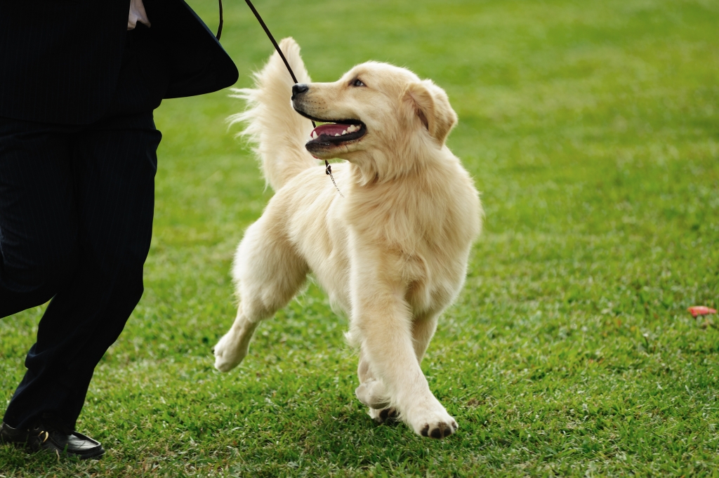 Golden Retriever