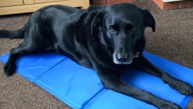 New Cooling Mat from Easidri is snapped up at Crufts