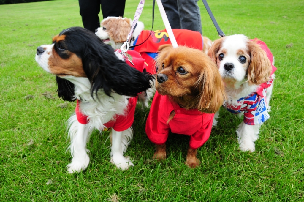 Acorns Superheroes from last year