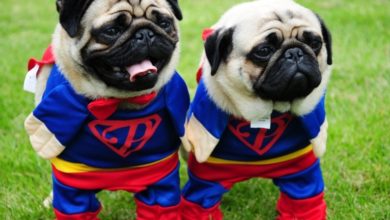 Four-Legged Friends Needed For Charity Sponsored Walk