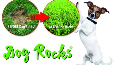 Dogs Rocks Launches Bulk Bags