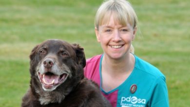 Pet Obesity on the Rise, says Charity
