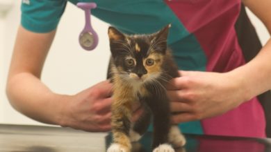 PDSA Encourages Owners to Protect Pets from Fleas