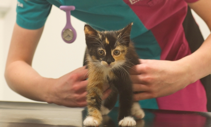 PDSA Encourages Owners to Protect Pets from Fleas