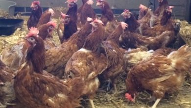 Charities and Public Unite to Re-Home Ex-Commercial Laying Hens