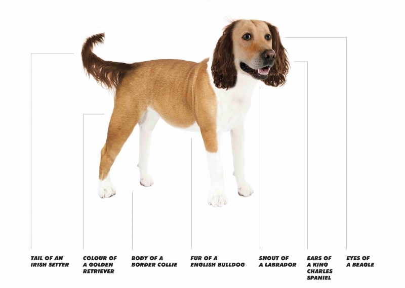 What are the Nation’s Ideal Dog Traits? Post