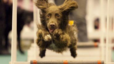 The London Pet Show moves to ExCeL London