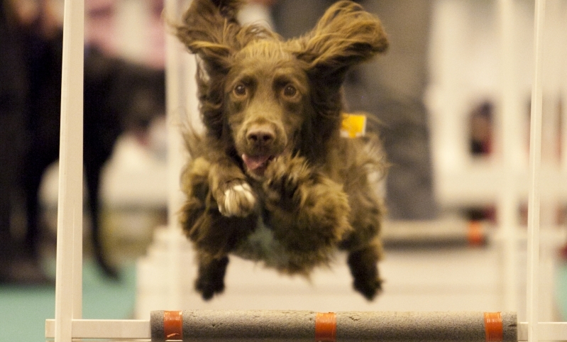 The London Pet Show moves to ExCeL London