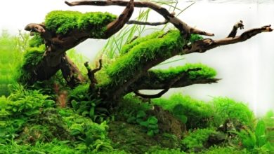 UK Aquascaping Championships from J&K Aquatics