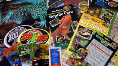 Lead Up to World Turtle Week