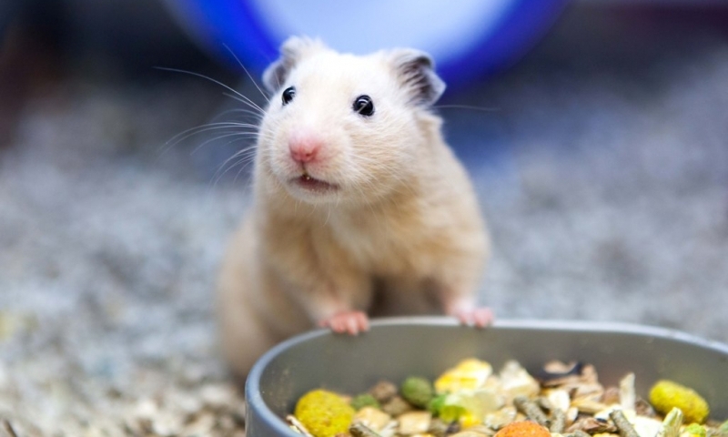 The Pet Industry Federation responds to Watchdog programme