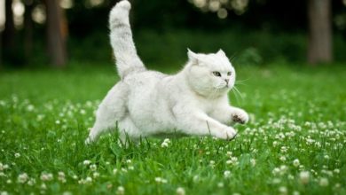 Nearly half of UK cats are not microchipped