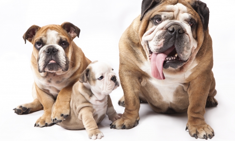 It’s bring your dog to work day