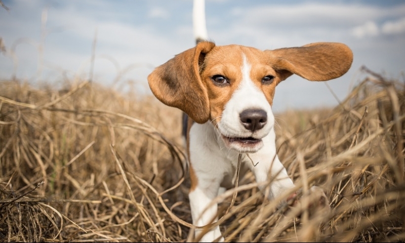 Healthy Pets cat and dog insurance shares tips for keeping cool