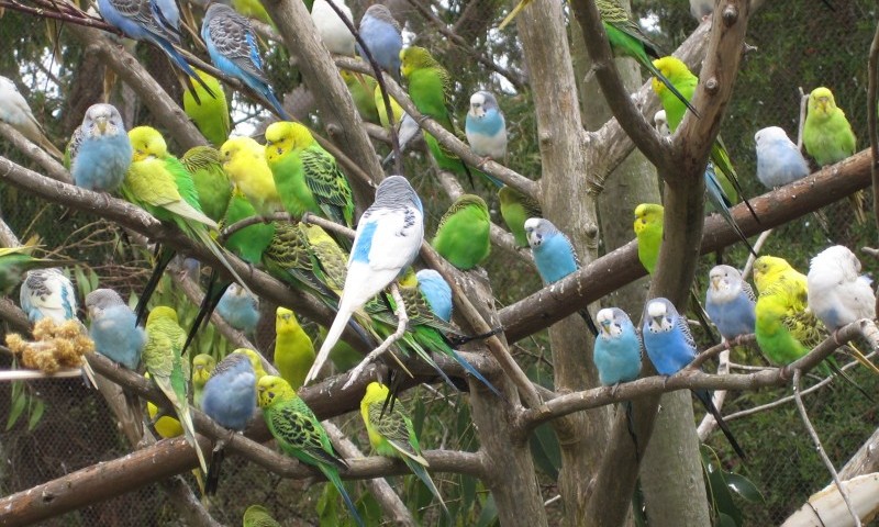 Exhibition birds are being stolen at an alarming rate