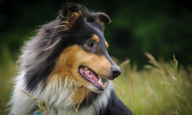 Pet Industry Federation’s Awards now open!