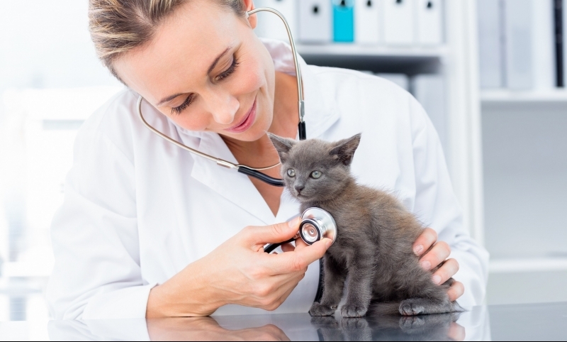 Popular feline-focused webinars