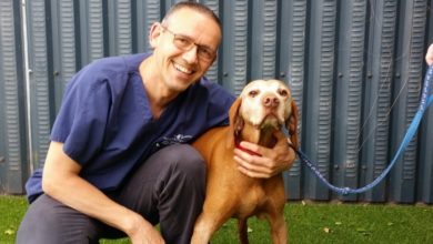 Vet becomes canine rehabilitation therapist