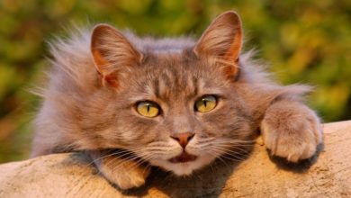 Holisitic pet day sparks new research