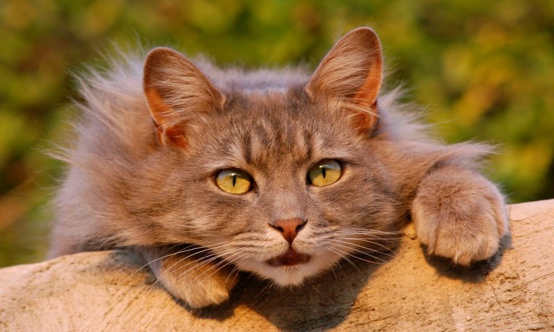 Holisitic pet day sparks new research