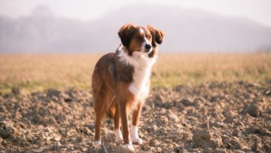 Vet Futures reveals the true feelings of the industry