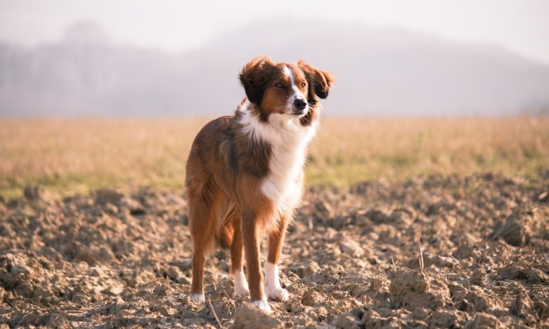 Vet Futures reveals the true feelings of the industry