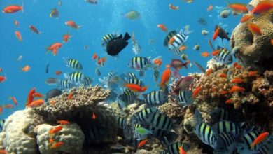 Study reveals that aquariums have health benefits for owners