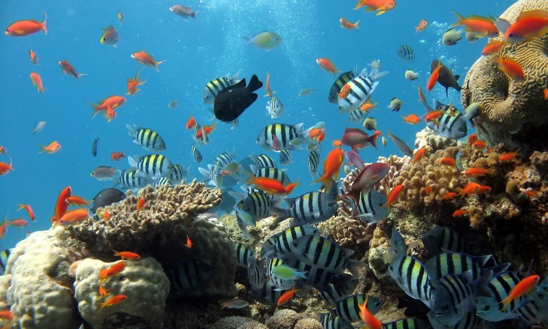 Study reveals that aquariums have health benefits for owners