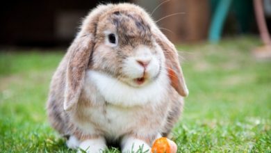 Rabbit Rights Scotland petition could get second hearing