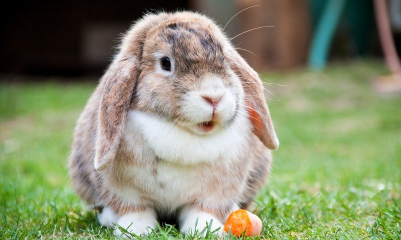 Rabbit Rights Scotland petition could get second hearing