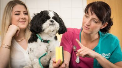 Shih Tzu swallows kitchen scourer whole