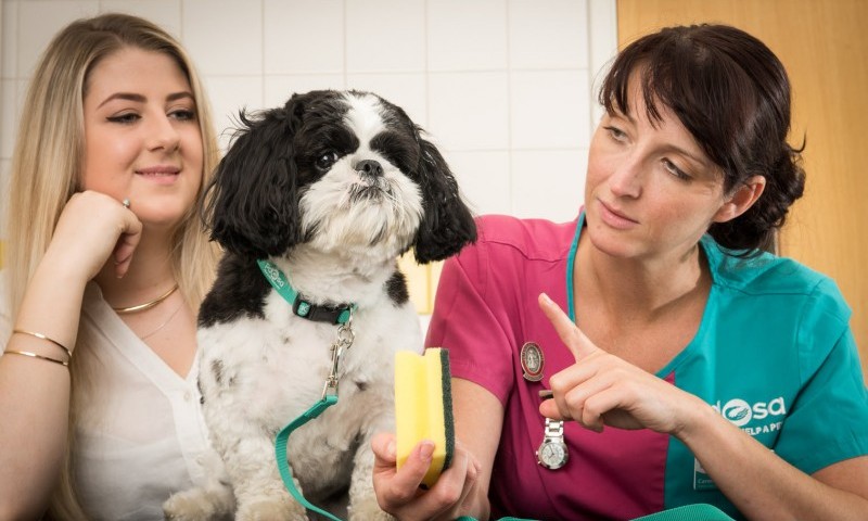 Shih Tzu swallows kitchen scourer whole