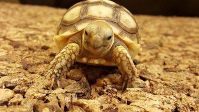 Baby Sulcata tortoises stolen from reptile centre